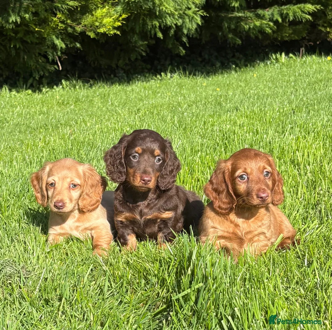 Dachshund dogs for sale: Adorable long haired miniature dachshund puppies  - Advert 1