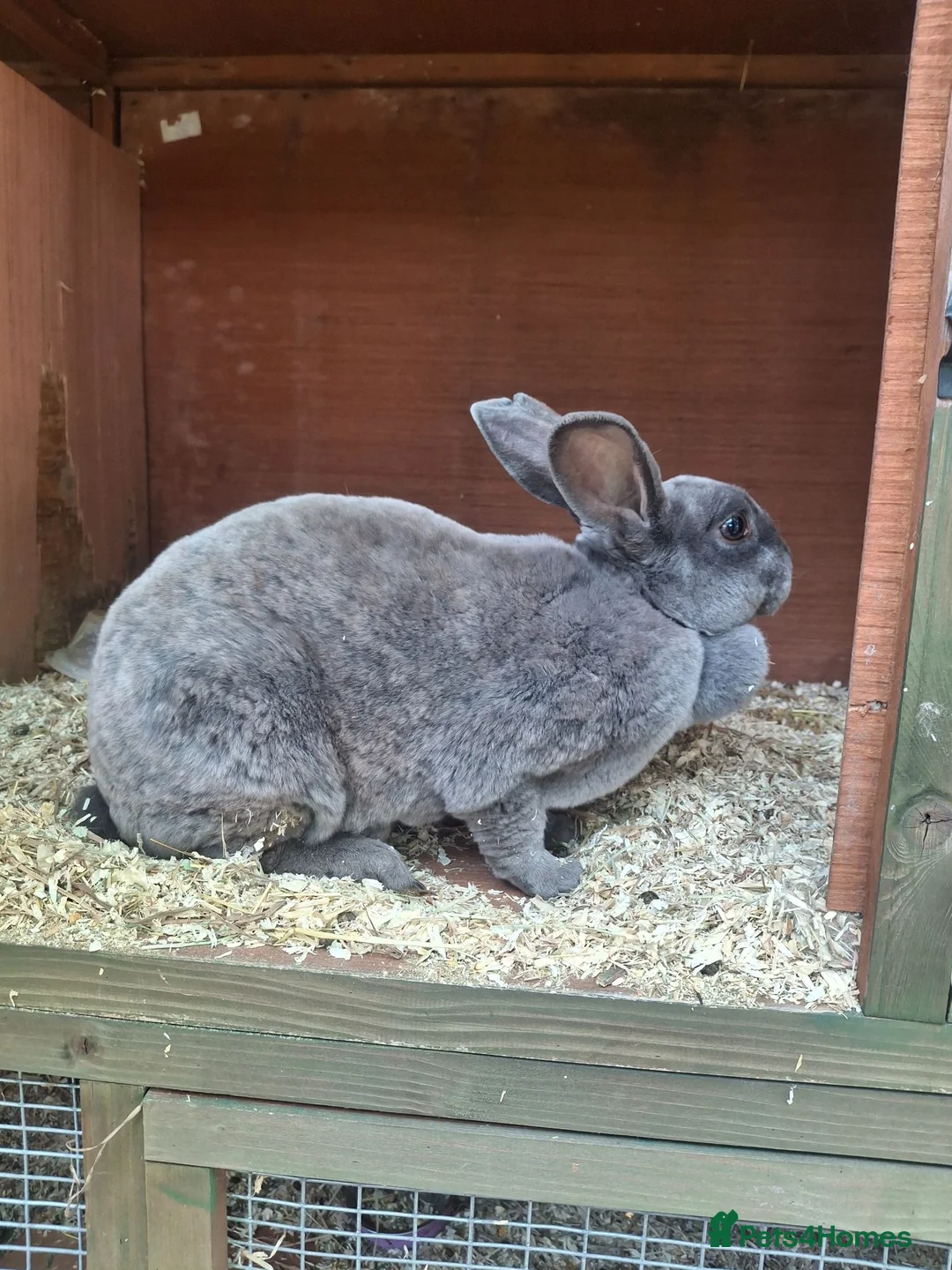 Mixed Breed rabbits for sale: Beautiful blue Rex - Advert 3