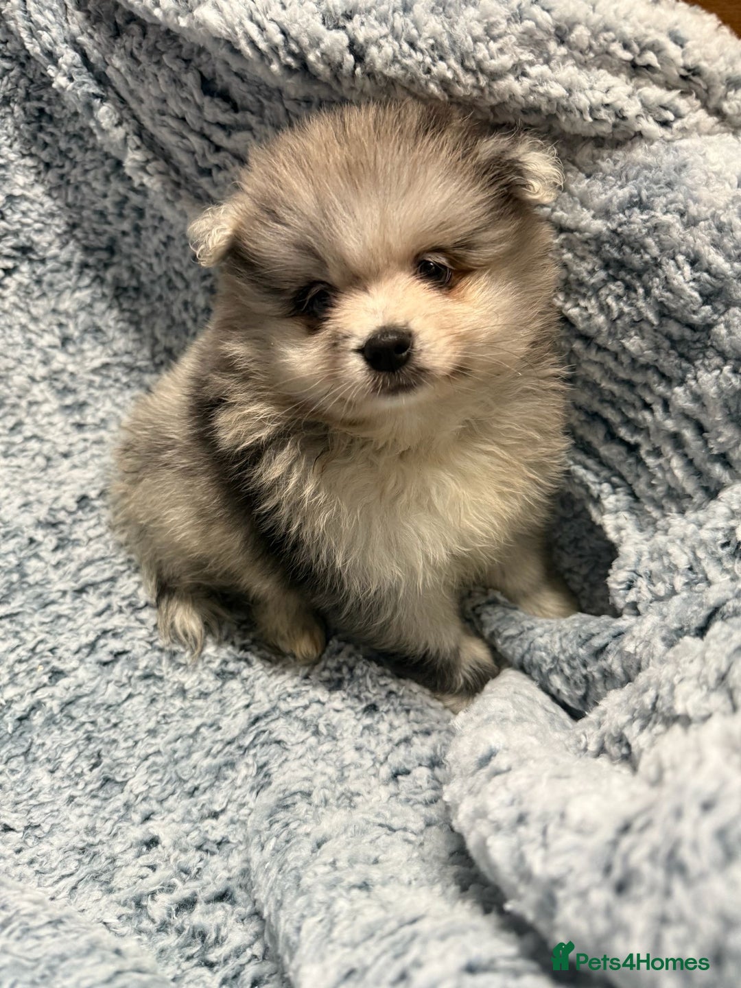 Pomeranian dogs for sale: Puppies Ready for new homes  - Advert 23