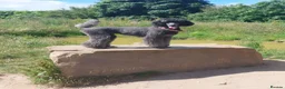 Mixed Breed dogs for sale: Labradoodle Puppies in Stamford - Advert 13