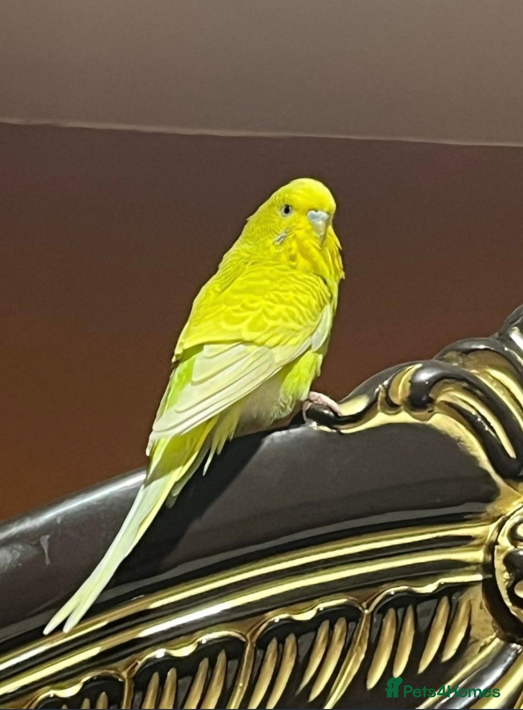Budgerigars birds for sale: Budgie for sale - Advert 5