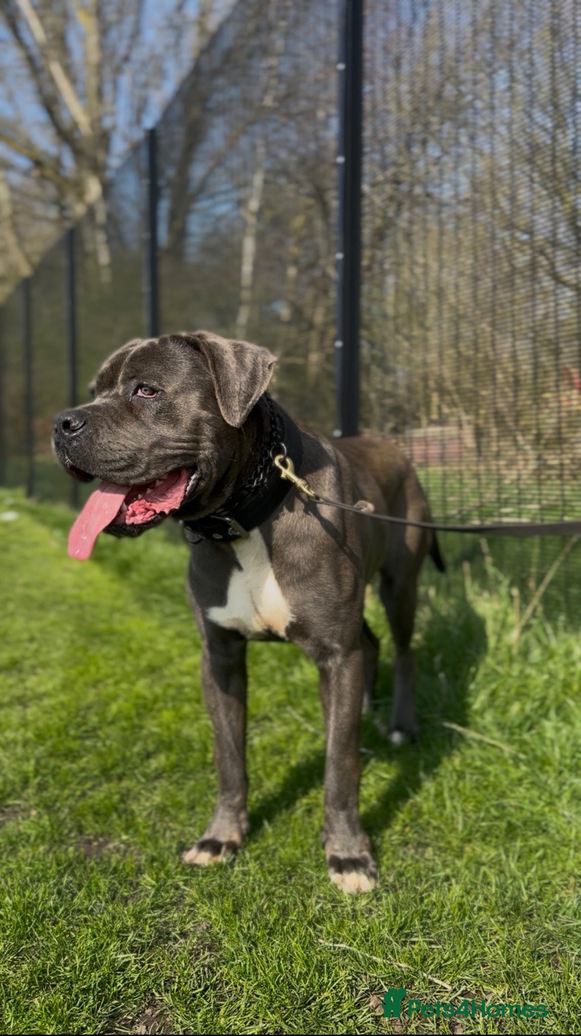 Cane Corso dogs Cane Corso ICCF Registered - Advert 9