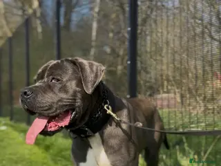 Cane Corso dogs Cane Corso ICCF Registered - Advert 9