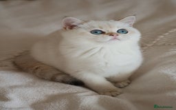 British Shorthair cats for sale: TICA British Shorthair Kittens Champion bloodline in Bedford - Image 13