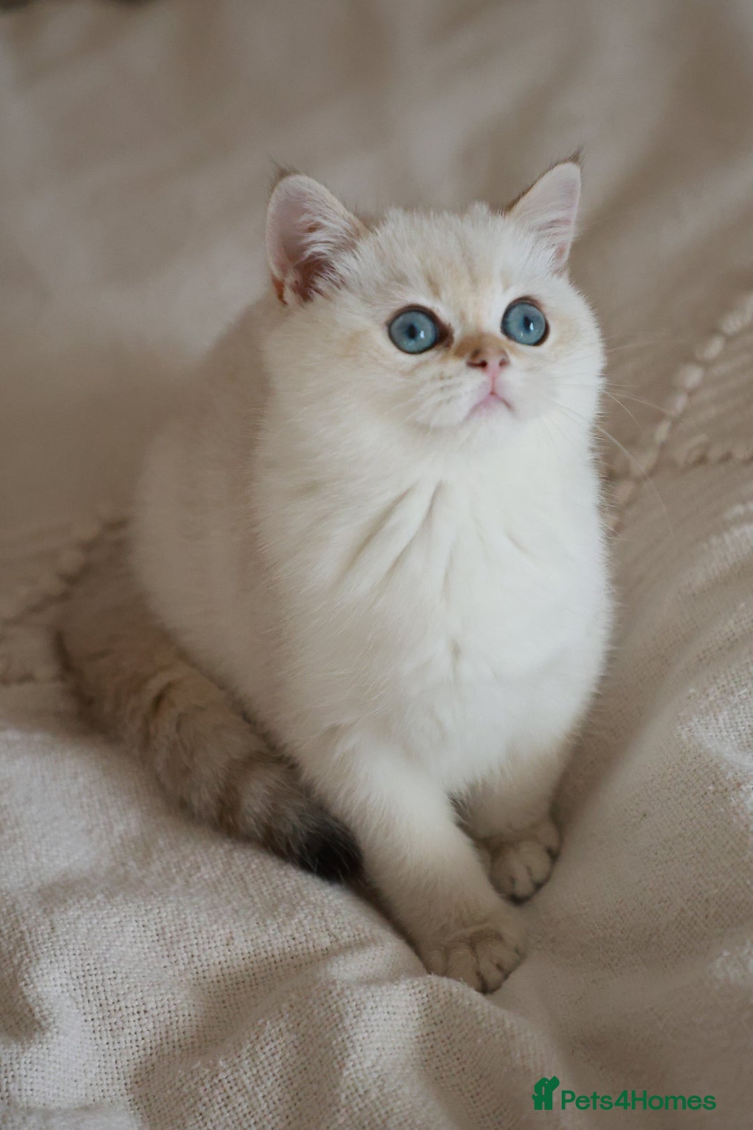 British Shorthair cats for sale: TICA British Shorthair Kittens Champion bloodline in Bedford - Image 13