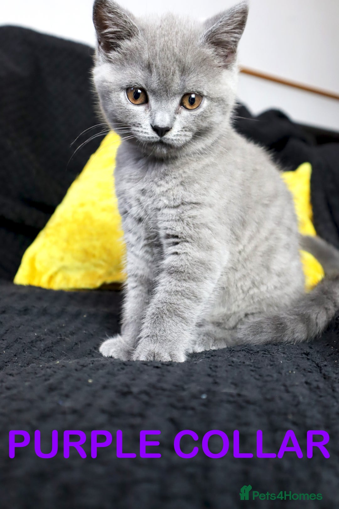 British Shorthair cats for sale: Last 3 Pedigree GCCF Reg Kittens, Ready Now in Gillingham - Image 4