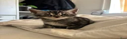 Mixed Breed cats for sale: Bengal/British Shorthair in Waterlooville - Advert 11