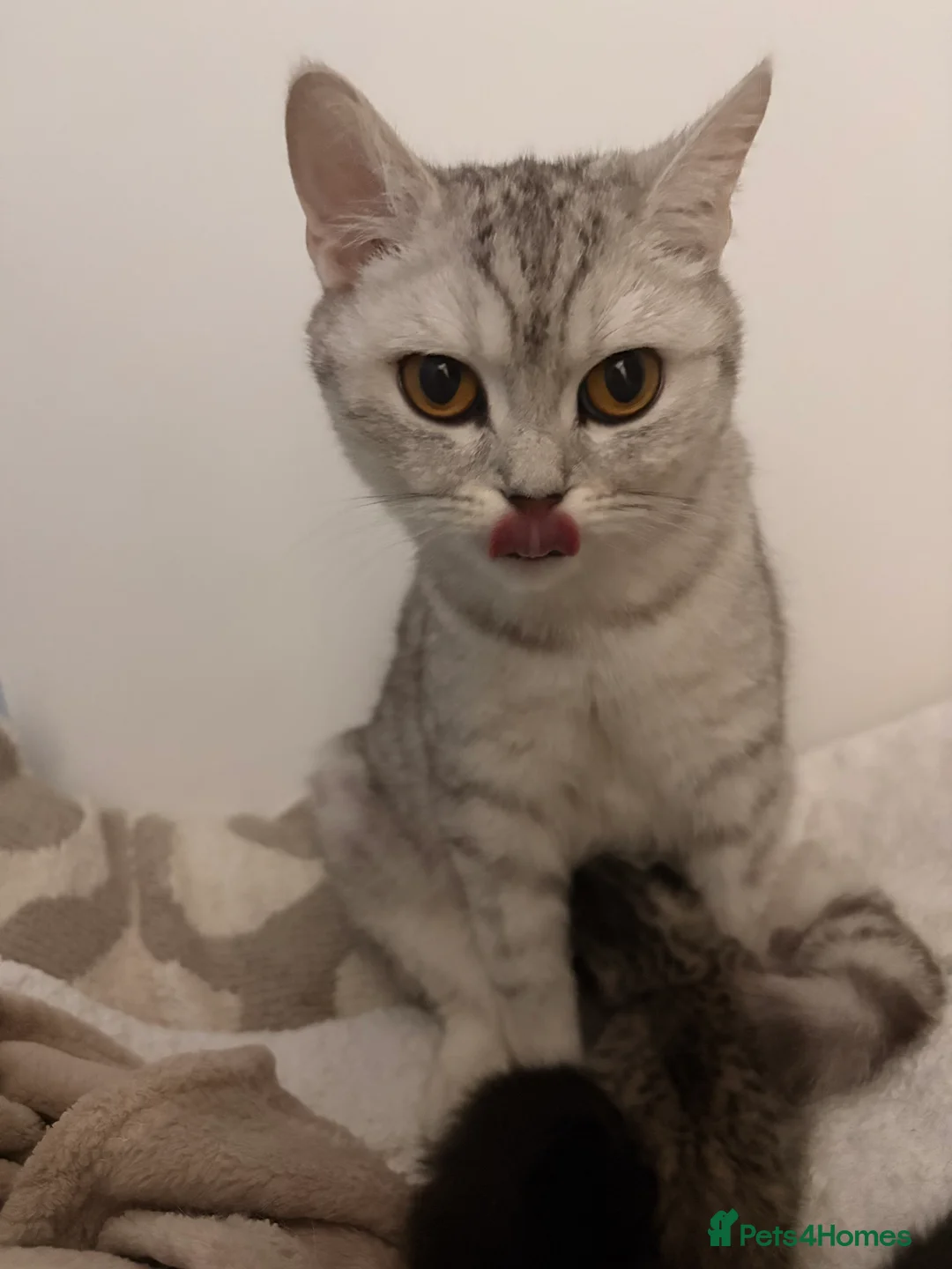 British Shorthair cats for sale: Beautiful British short hair in Birmingham - Advert 1