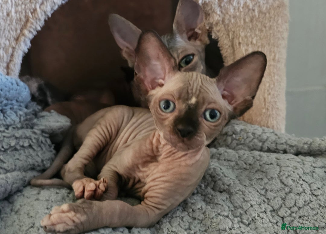 Sphynx cats for sale: Gccf sphynx kittens parents health tested  - Image 1