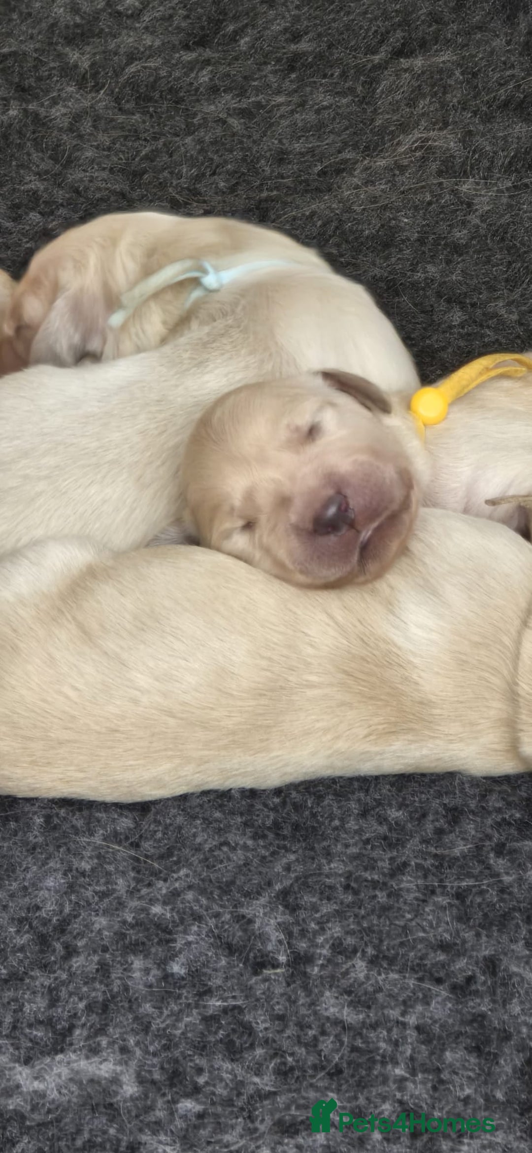 Golden Retriever dogs for sale: Pedigree Golden Retriver Puppies - Image 16