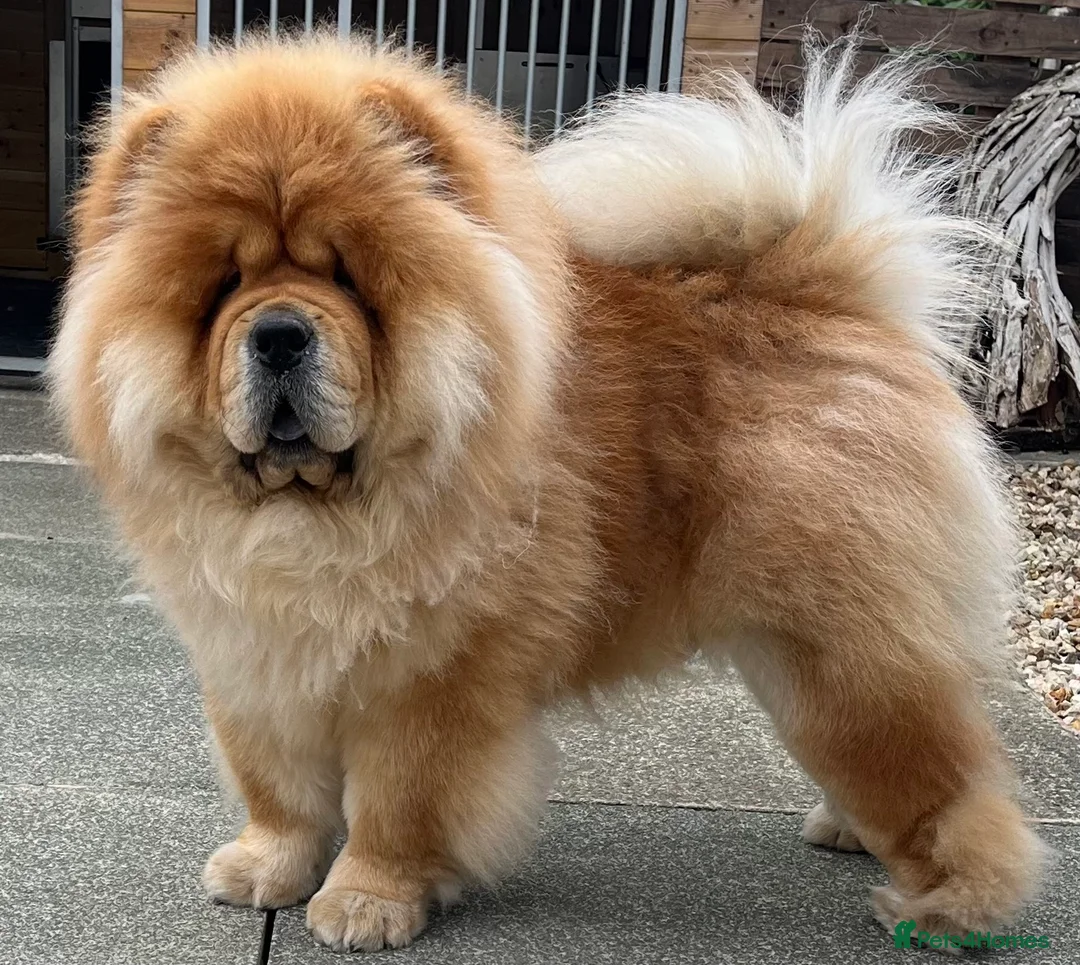 Chow Chow dogs for stud: Beautiful boy for stud - Advert 2