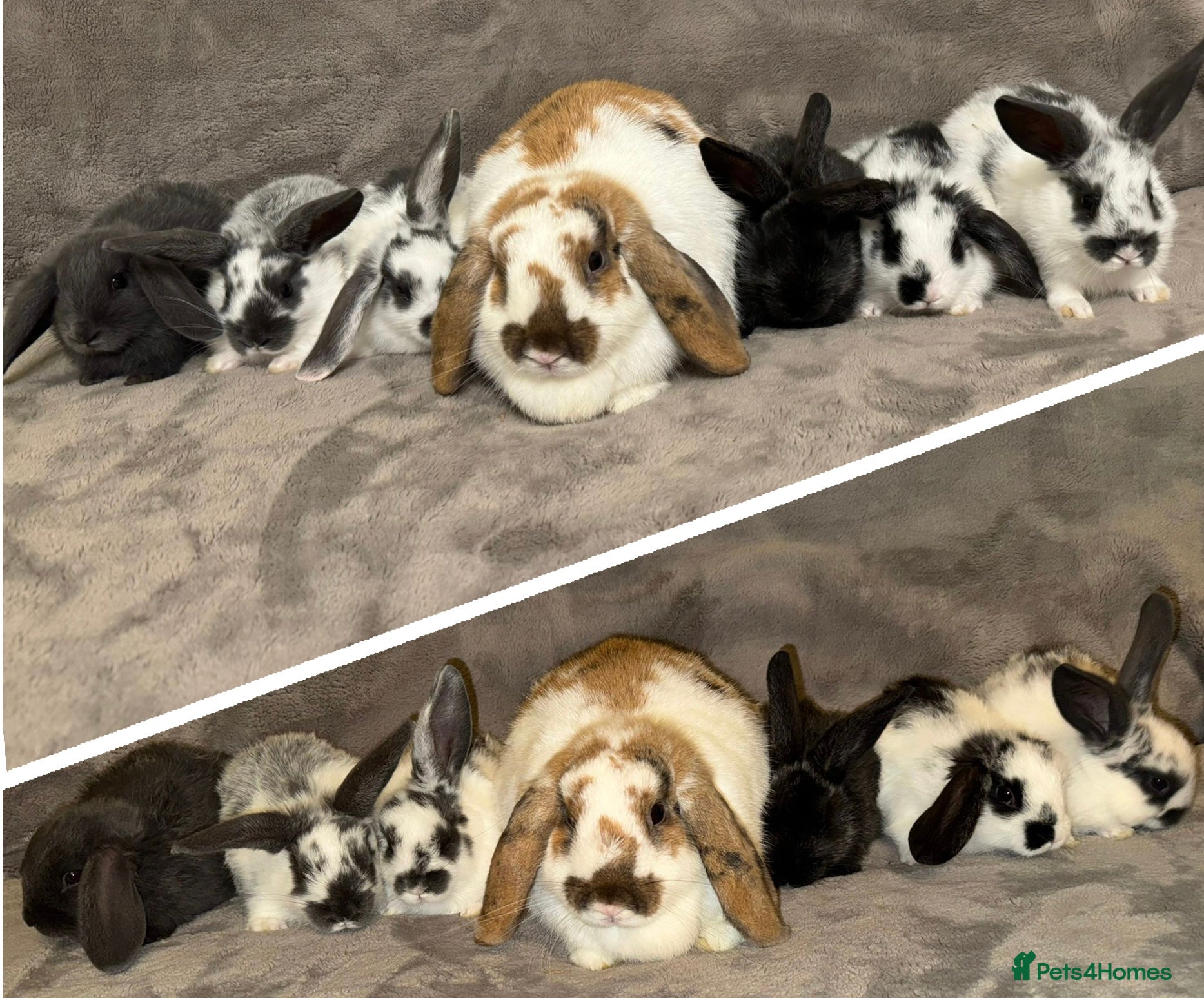 Dwarf Lop rabbits Baby Dwarf Lop Bunnies - Advert 1