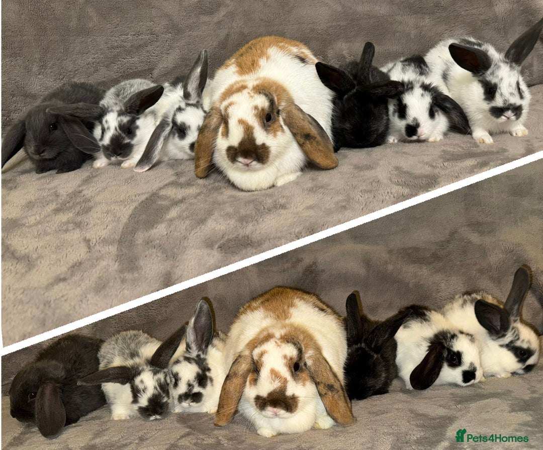 Dwarf Lop rabbits for sale: Baby Dwarf Lop Bunnies - Advert 1