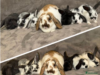 Dwarf Lop rabbits Baby Dwarf Lop Bunnies - Advert 3