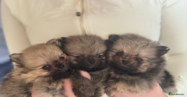 Pomeranian dogs - Advert 9