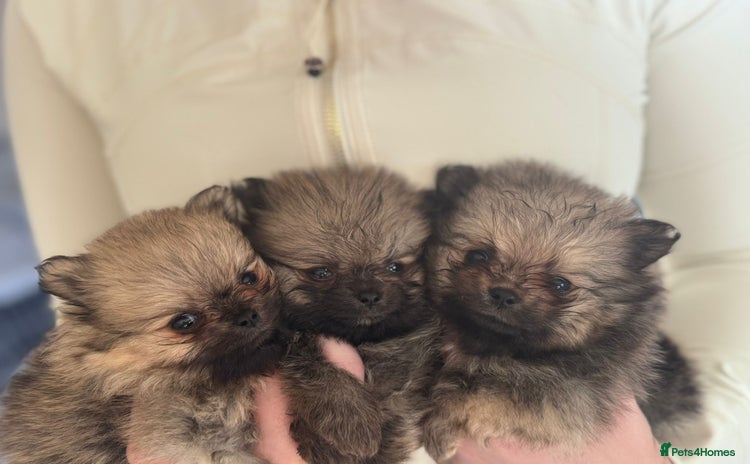 Pomeranian dogs - Advert 1