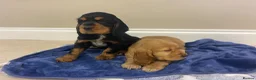Cocker Spaniel dogs for sale: Adorable golden and balck and tan cocker spaniels  in Llanon - Advert 13