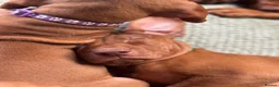 Hungarian Vizsla dogs for sale: Gorgeous Hungarian Vizsla puppies  - Advert 7