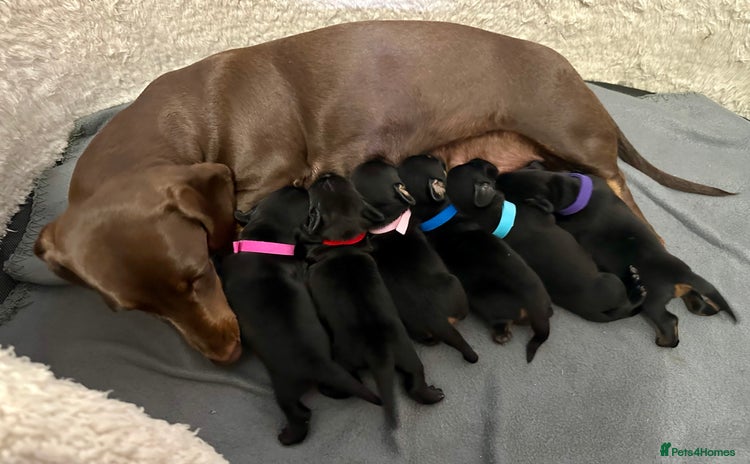 Miniature Dachshund dogs - Advert 1