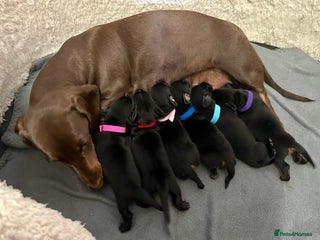 Miniature Dachshund dogs - Advert 25