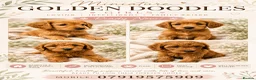 Mini Goldendoodle dogs for sale: Mini goldendoodle  - Advert 1