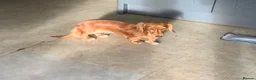 Dachshund dogs for sale: Long hair miniature Dauchhound femal - Advert 3