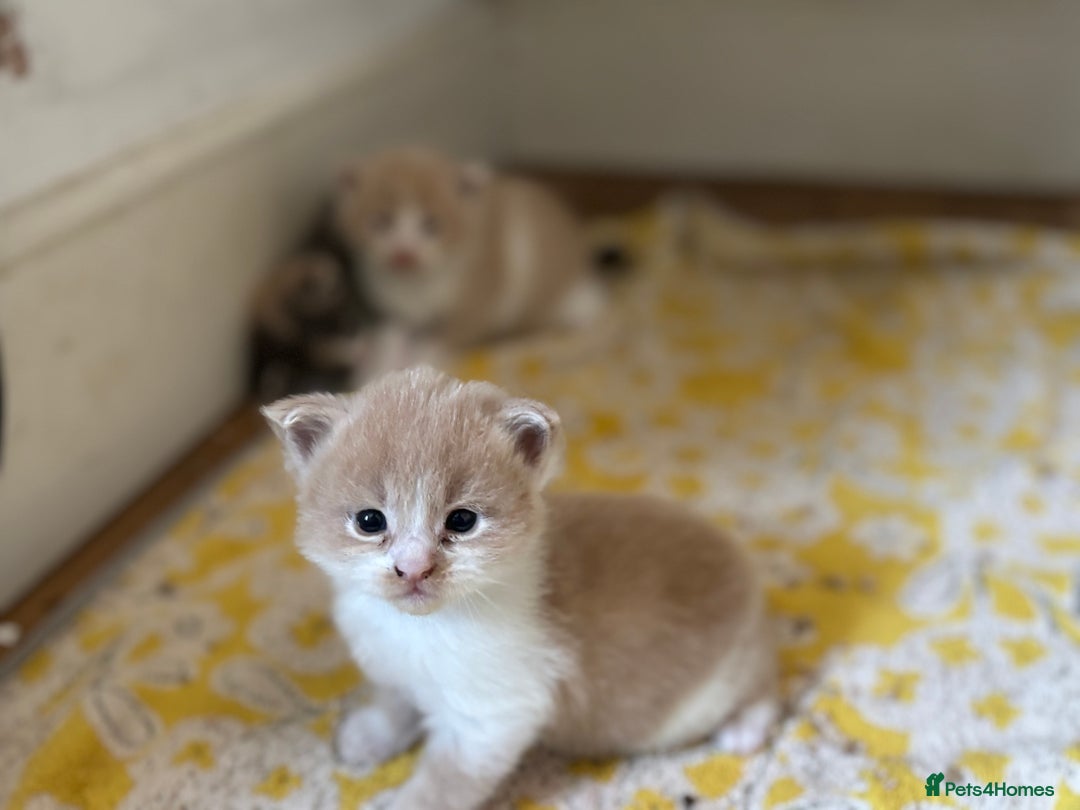 Maine Coon cats for sale: Beautiful Maine Coon X kittens - Image 3