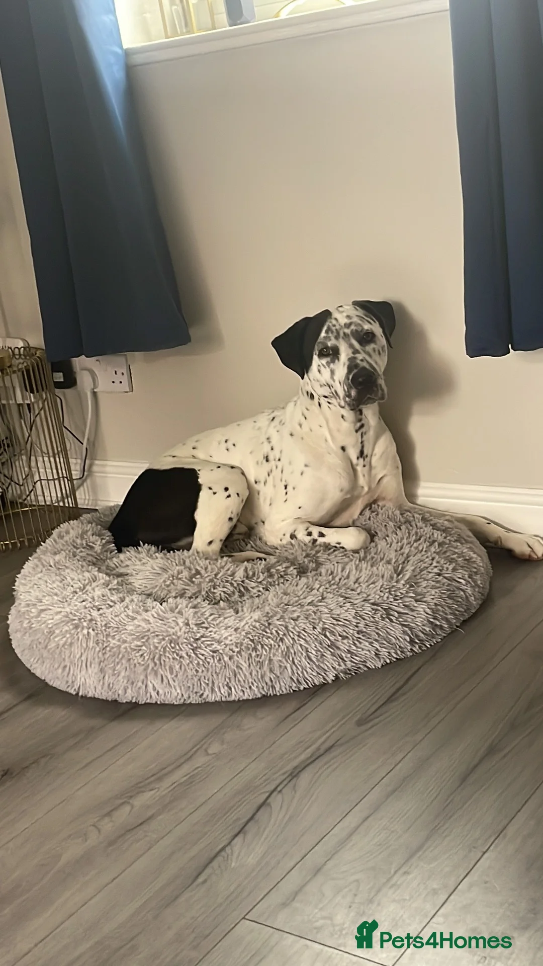 Mixed Breed dogs for sale: Dalmation cross for re homing  - Advert 8