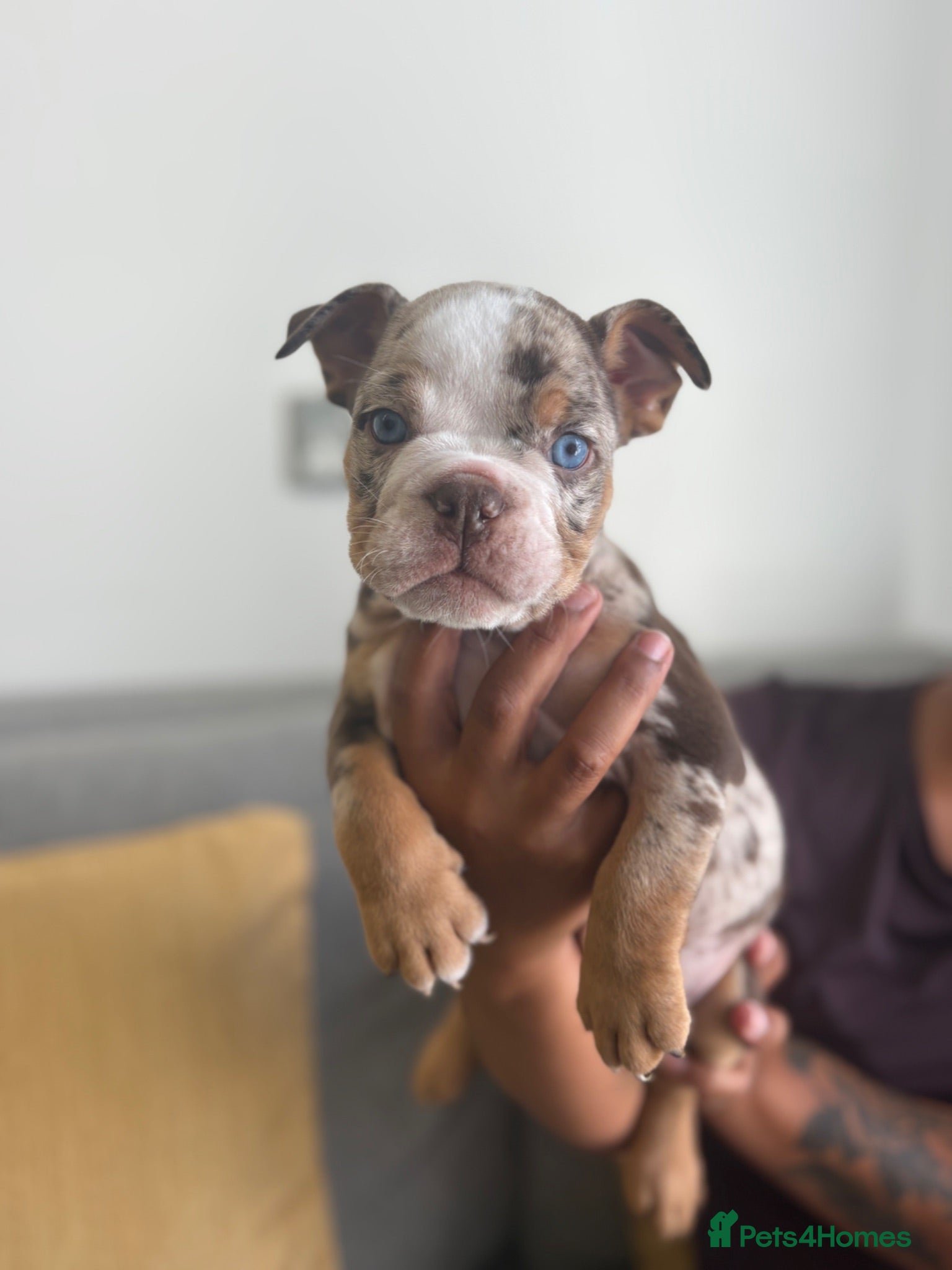 English Bulldog dogs English bulldogs ready too leave 8th July.  - Advert 15