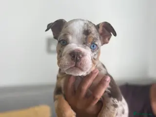 English Bulldog dogs English bulldogs ready too leave 8th July. - Advert 15