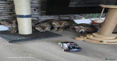 Bengal cats - Advert 16