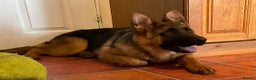 German Shepherd dogs for sale: Outstanding specimen German Shepherd  - Advert 2