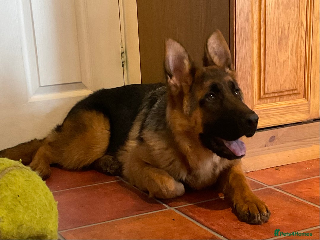 German Shepherd dogs for sale: Outstanding specimen German Shepherd  - Advert 2