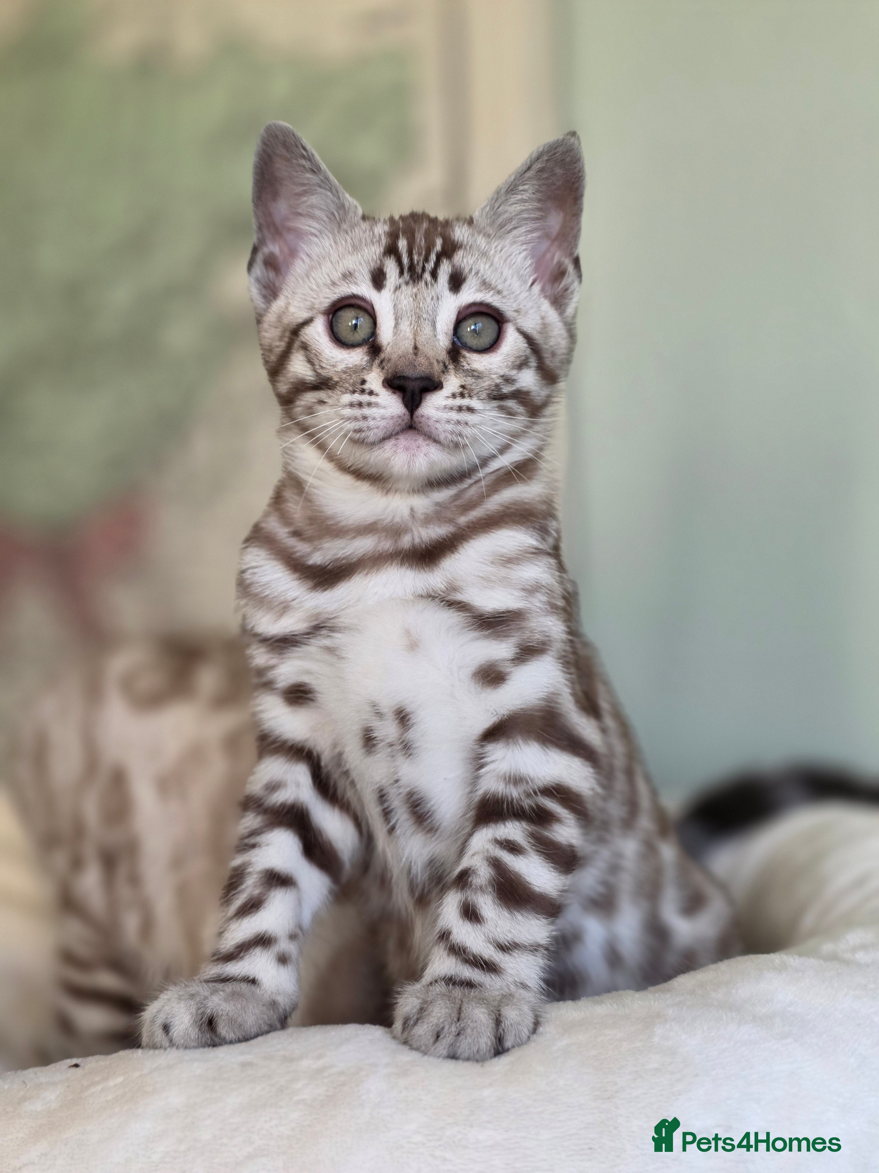 Bengal cats ❄️ Gorgeous Snow and Charcoal Bengals ❄️  - Advert 1