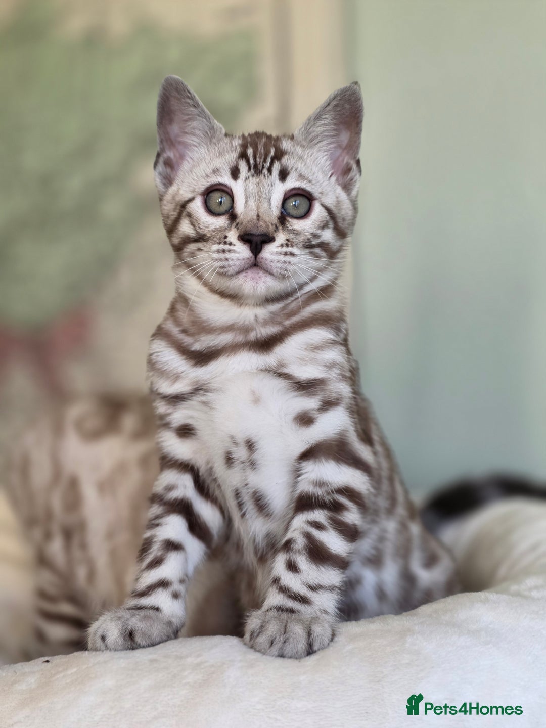 Bengal cats for sale: ❄️ Gorgeous Snow and Charcoal Bengals ❄️  - Advert 2