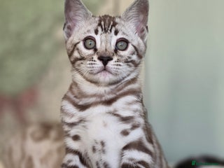 Bengal cats ❄️ Gorgeous Snow and Charcoal Bengals ❄️ - Advert 1