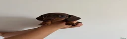 Miniature Dachshund dogs for sale: Amazing Pure Miniature Dachshund for sale!   - Advert 7