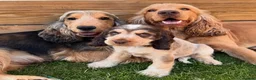 Cocker Spaniel dogs for stud: Cocker Spaniel STUD  - Advert 6