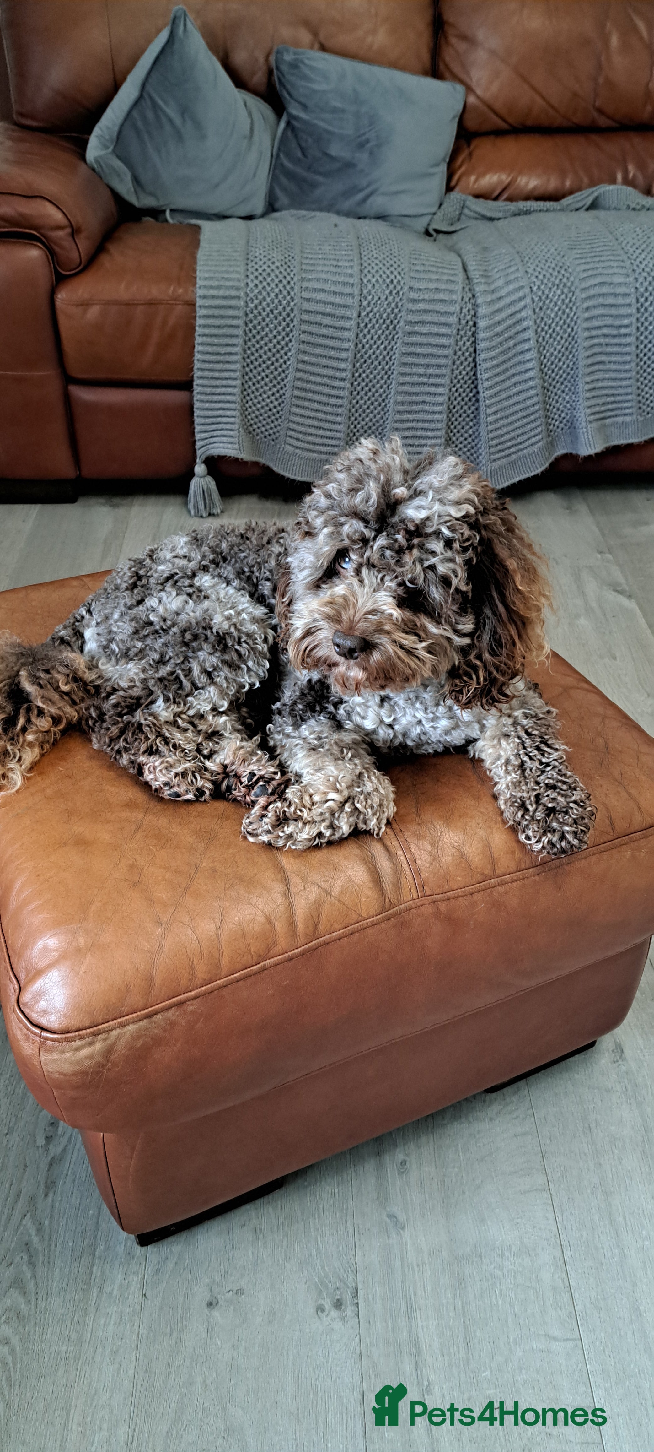 Poodle dogs cockapoo stud merle health tested, proven  in Bristol - Advert 2