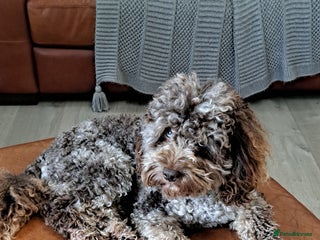 Poodle dogs cockapoo stud merle health tested, proven in Bristol - Advert 2