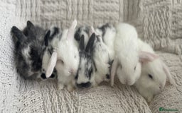 Mini Lop rabbits for sale: Mini lop babies available  - Image 1