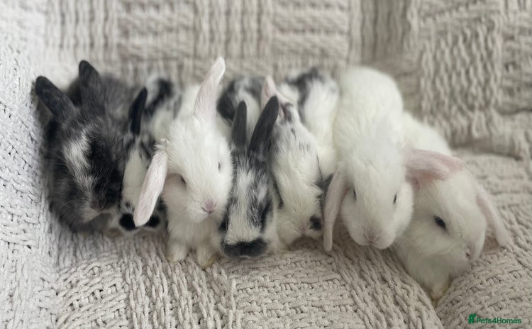 Mini Lop rabbits - Advert 9