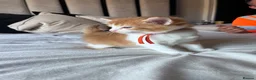 Mixed Breed cats for sale: X4 male kittens  in Hornsea - Advert 9