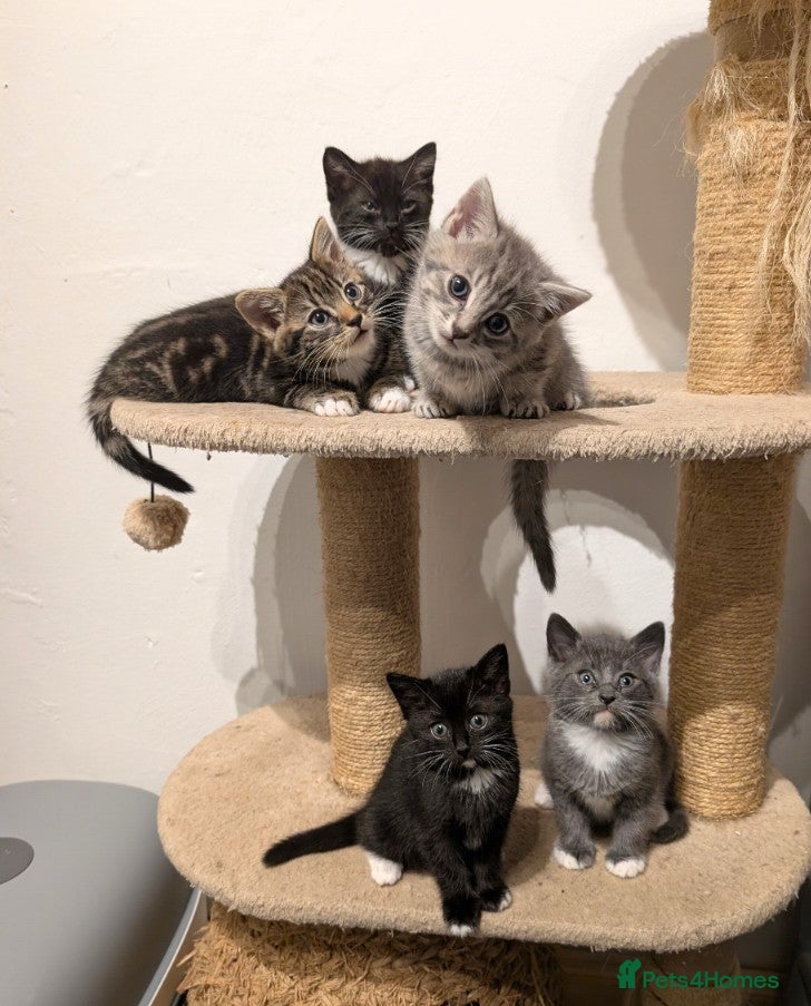 Mixed Breed cats Kitten  - Advert 3