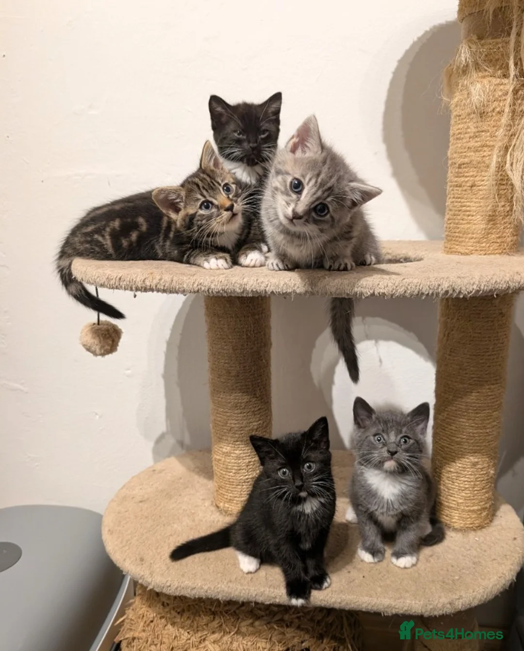 Mixed Breed cats for sale: Kitten  - Advert 1