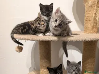 Mixed Breed cats Kitten - Advert 3