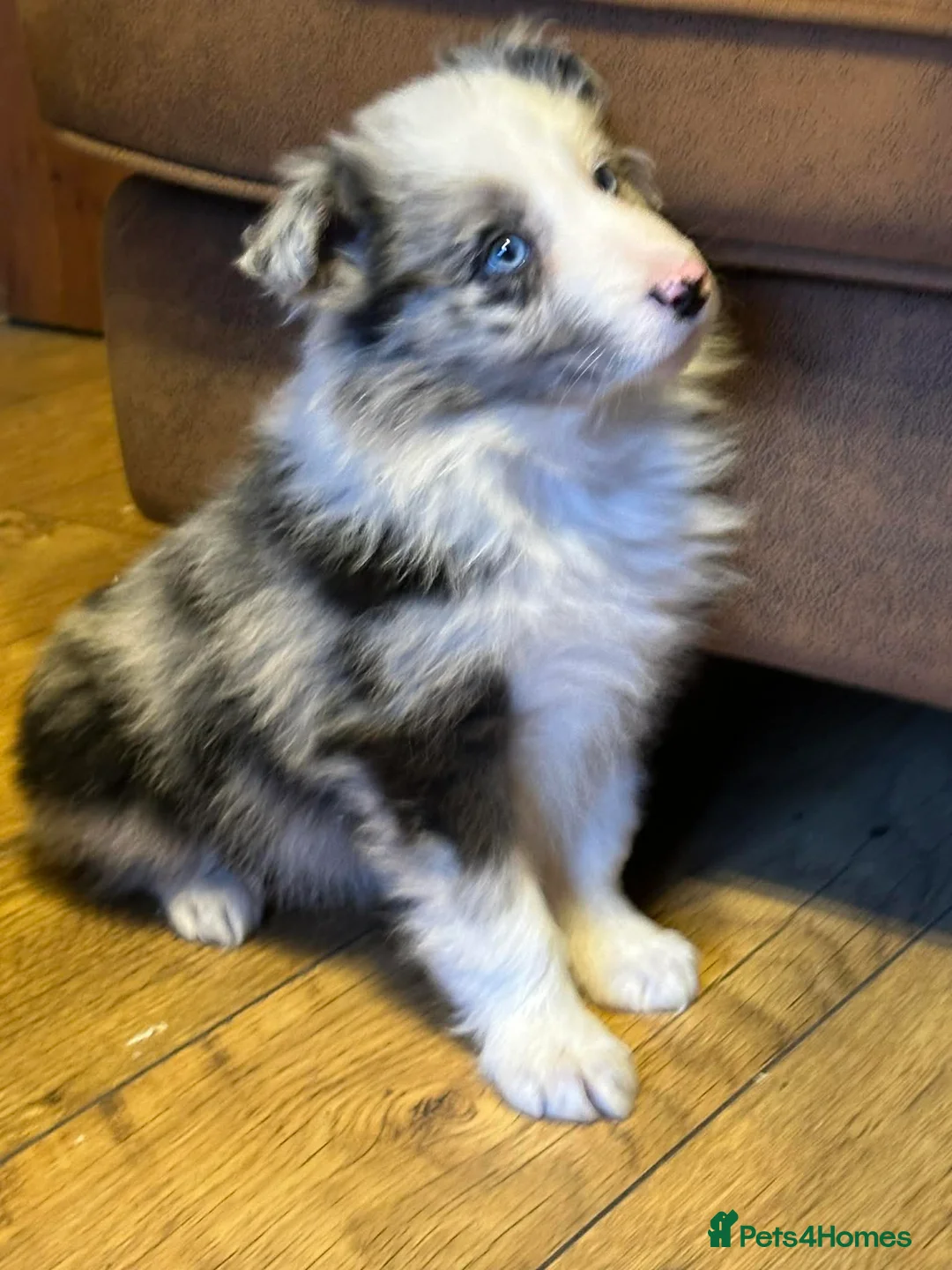 Border Collie dogs for sale: Stunning border collie puppies  - Advert 18