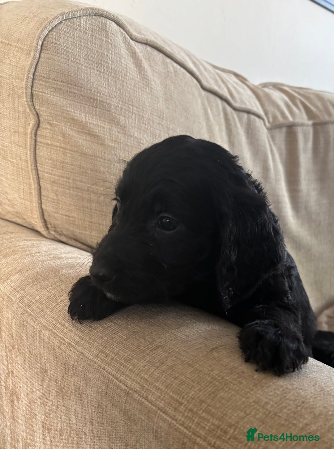 Goldendoodle dogs for sale: 12 Stunning Goldendoodles - Image 25