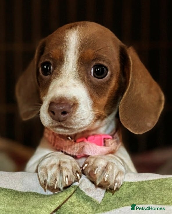 Miniature Dachshund dogs Pure Miniatures Ready To Go Home  - Advert 14