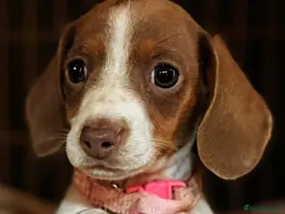 Miniature Dachshund dogs Beautiful Playful Babies - Advert 1